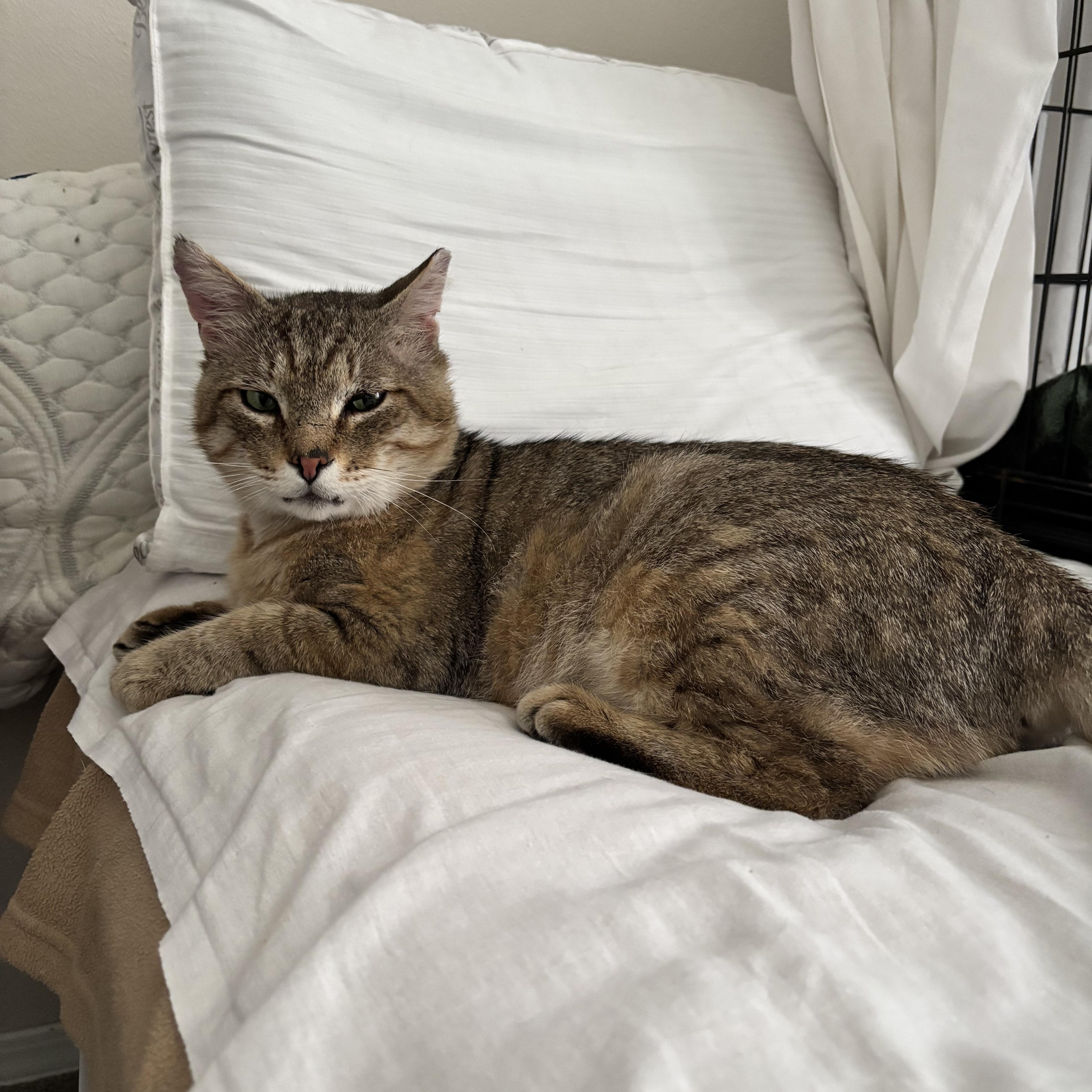 An adult medium-sized male Buff / Tan / Fawn Domestic Short Hair cat named Alexander the Great & for adoption in Rochester, WA