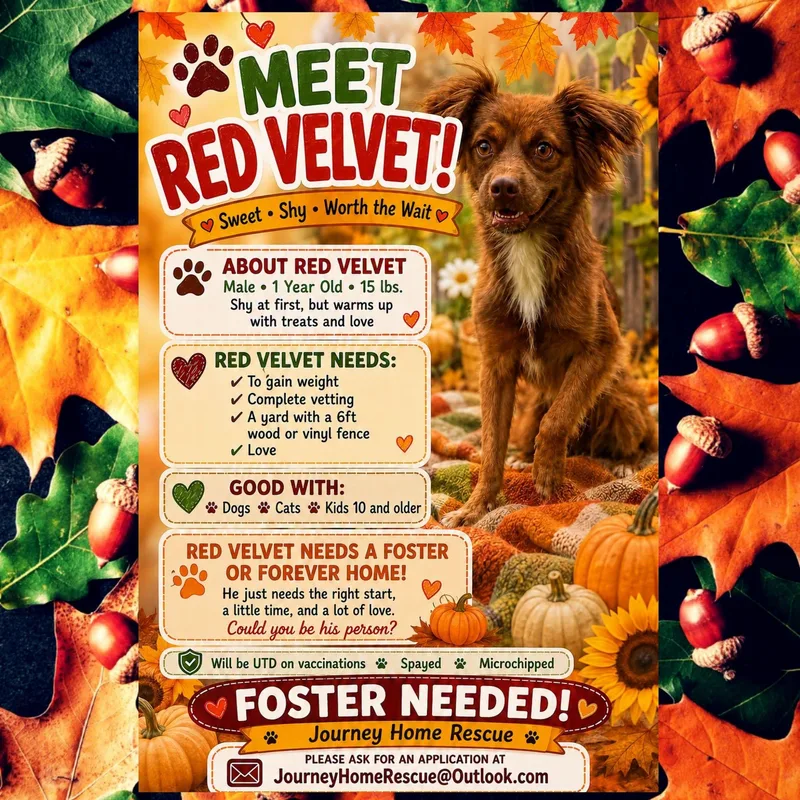 An adult small-sized female Golden Spaniel dog named Red Velvet for adoption in East Wenatchee, WA