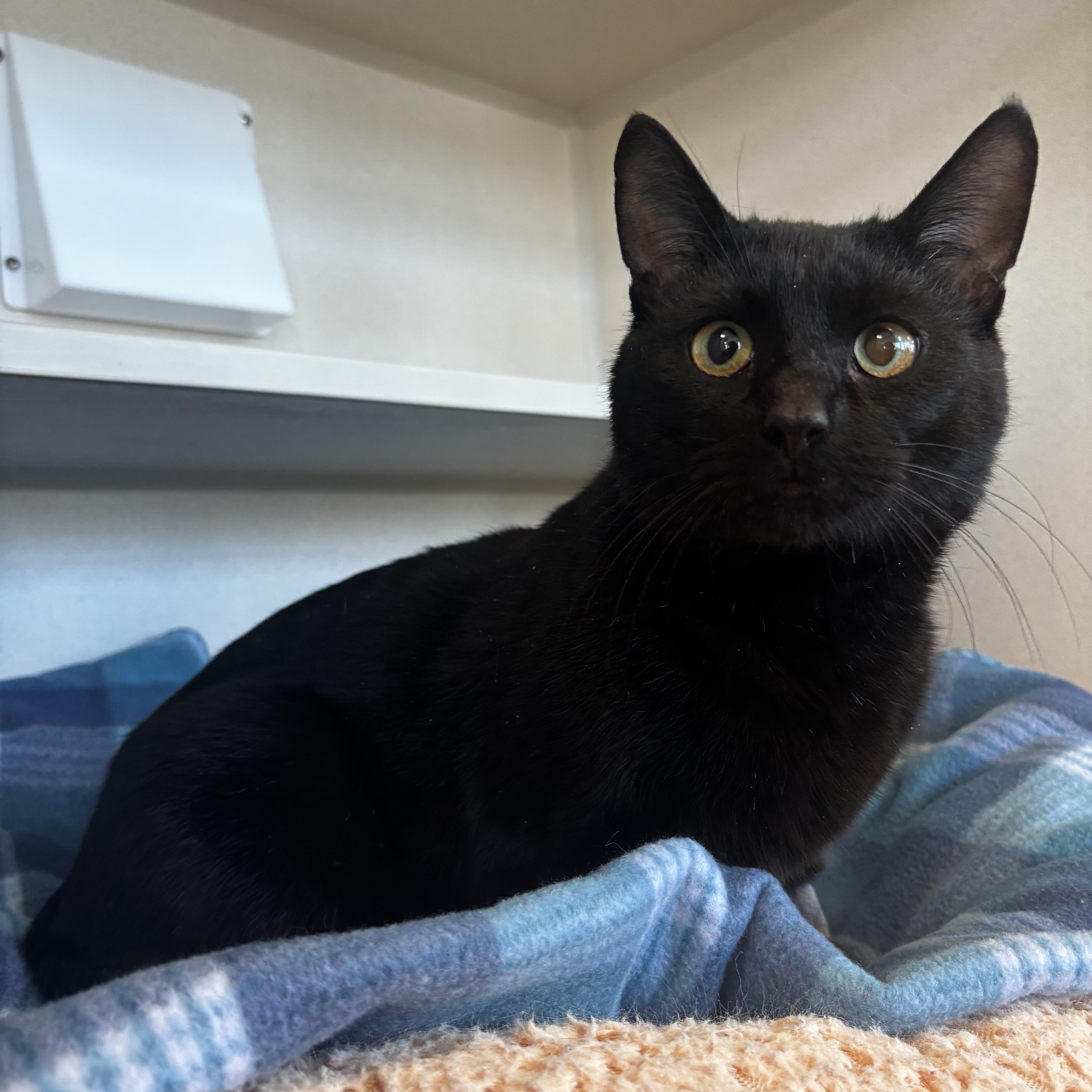 A young medium-sized male Black Domestic Short Hair cat named Racer for adoption in Eatontown, NJ