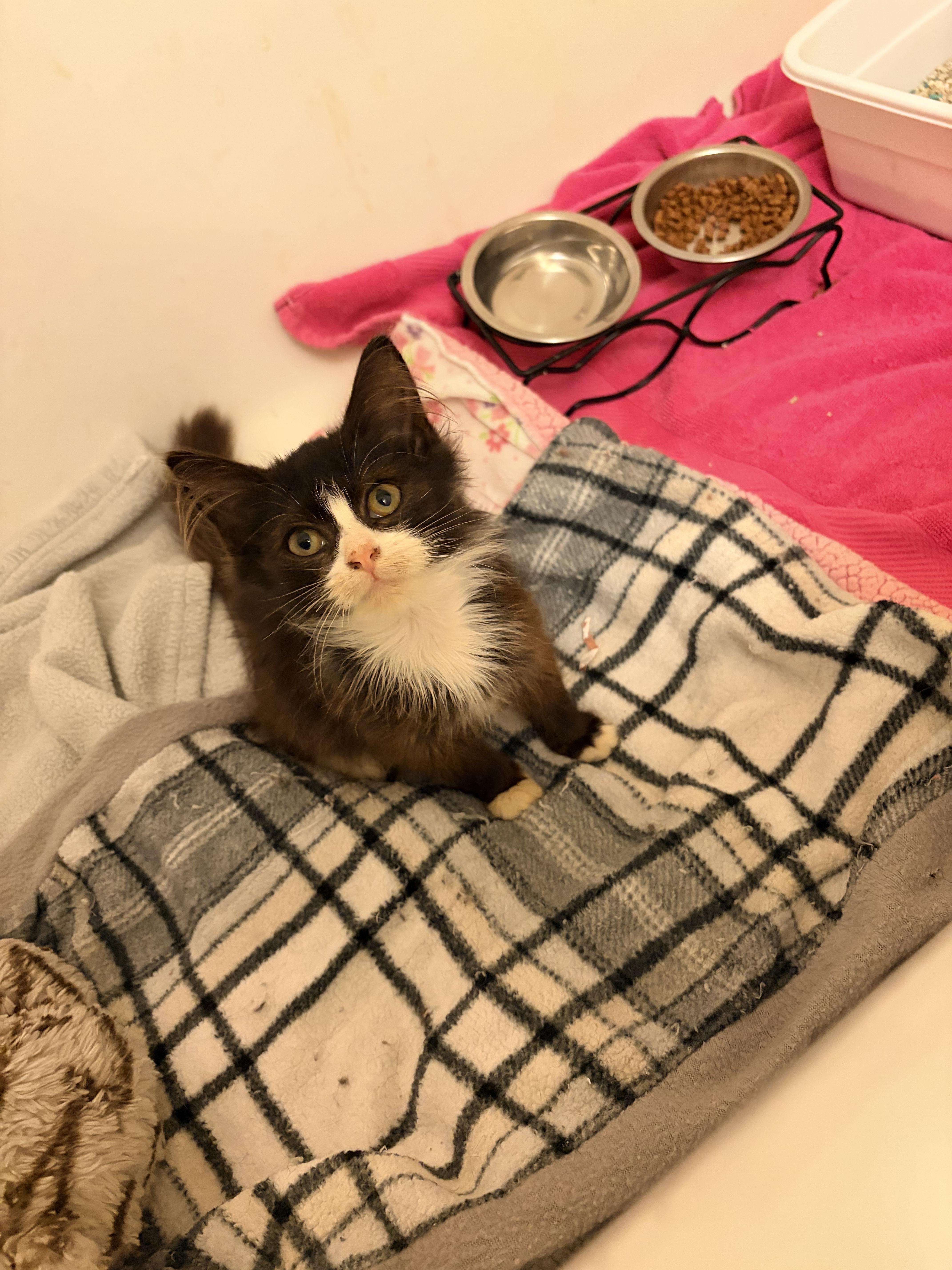 A baby medium-sized female Domestic Medium Hair cat named Twinkle for adoption in Greensboro, NC