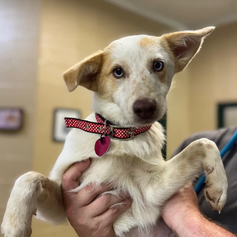 A young medium-sized female Apricot / Beige Cattle Dog dog named Elizabeth Taylor for adoption in Lucedale, MS