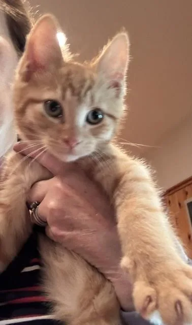 A baby medium-sized male Domestic Short Hair cat named Cheddar for adoption in East Greenville, PA