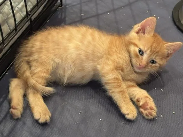 Cheddar thumbnail 2