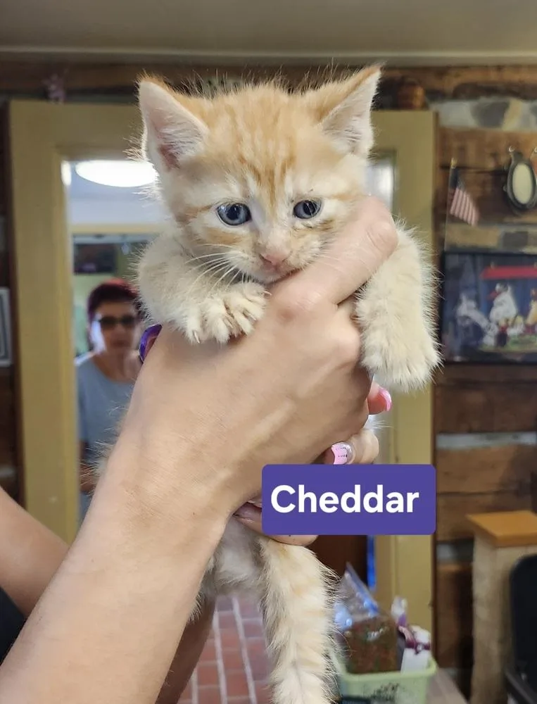 Cheddar thumbnail 3