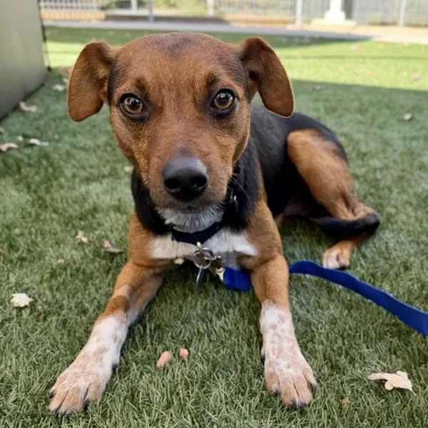 An adult small-sized male Terrier dog named Pumpkin for adoption in Walnut Creek, CA