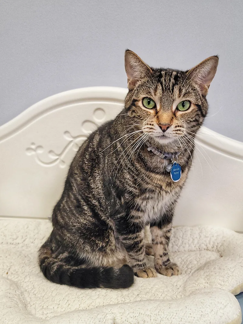 An adult large-sized male Tabby (Brown / Chocolate) Domestic Short Hair cat named Hercule Poirot for adoption in Grand Rapids, MI