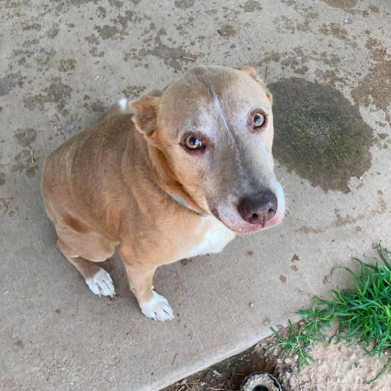 A senior medium-sized female Yellow / Tan / Blond / Fawn Labrador Retriever dog named Aunt Bee for adoption in Duncan, OK