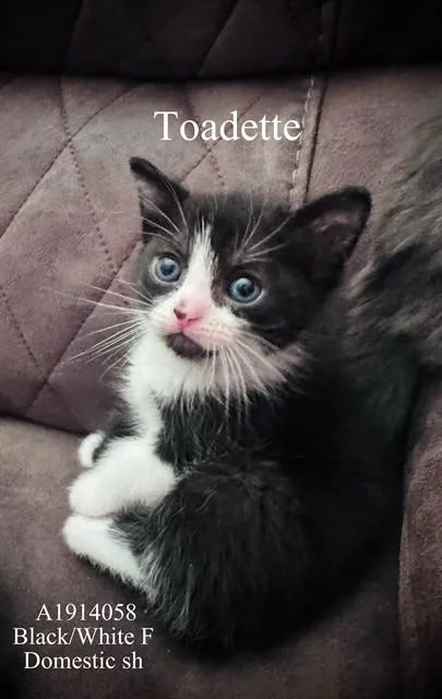A baby small-sized female Domestic Short Hair cat named Toadette for adoption in Riverside, CA