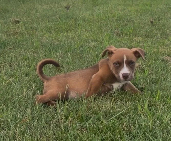 A baby medium-sized female Brown / Chocolate Boxer dog named Coral for adoption in Watertown, CT