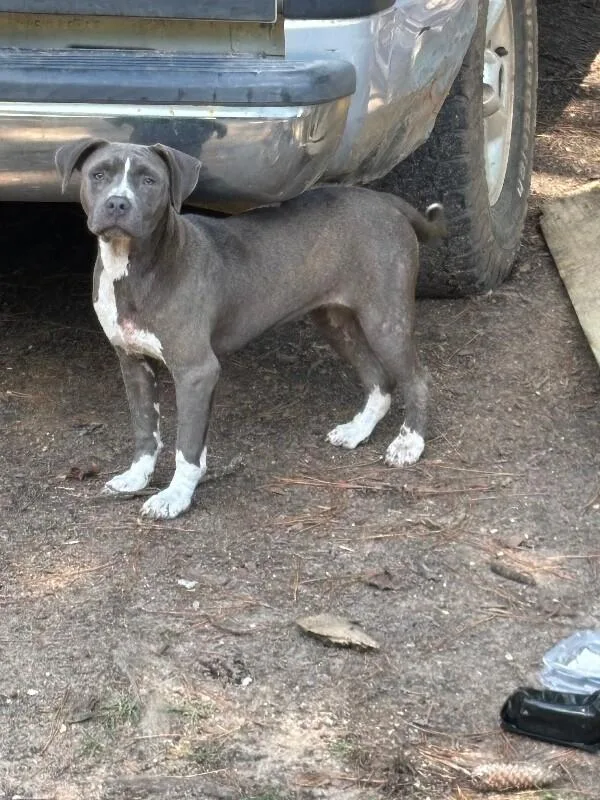 An adult medium-sized female Gray / Blue / Silver American Bulldog dog named Star for adoption in Mobile, AL