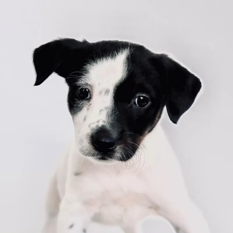 A baby medium-sized female Australian Cattle Dog / Blue Heeler dog named Apricot for adoption in San Diego, CA