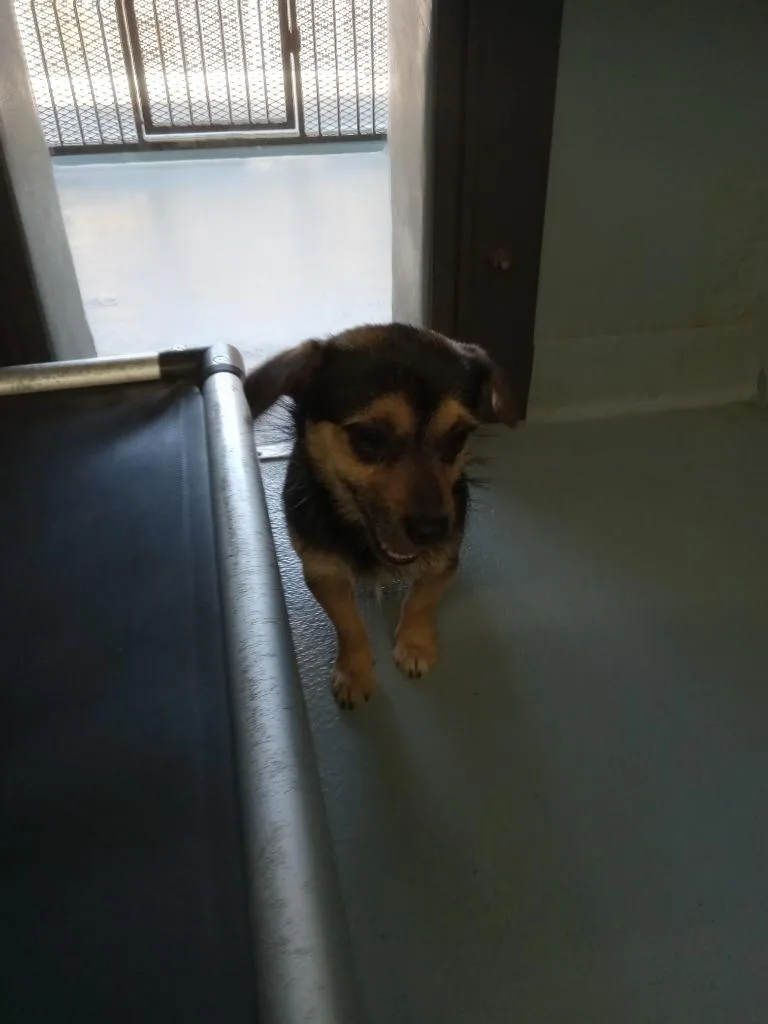 A baby small-sized male Mixed Breed dog named Geppetto for adoption in Cartersville , GA