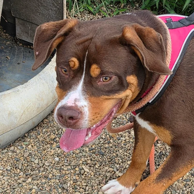 A young large-sized female Bernese Mountain Dog dog named Butterball for adoption in Grinnell, IA