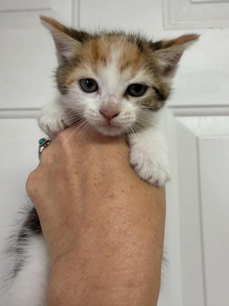 A baby medium-sized female Calico Domestic Short Hair cat named Corpse Bride for adoption in Columbia, SC