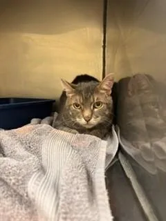 An adult medium-sized male Domestic Short Hair cat named Henry for adoption in Lees Summit, MO