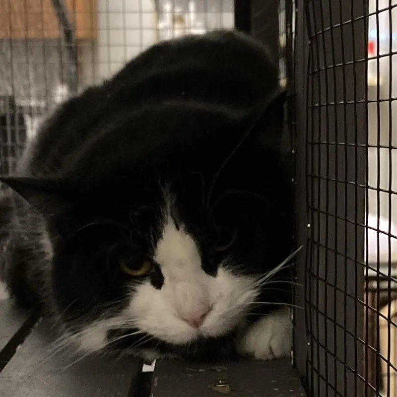 An adult medium-sized male Black Domestic Short Hair cat named Winkels for adoption in Grand Rapids, MN