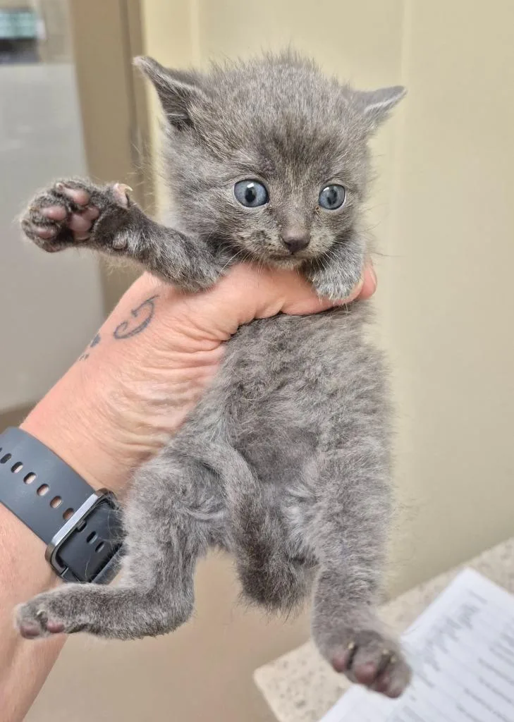 A baby medium-sized male Domestic Short Hair cat named Chex for adoption in Christiansburg, VA