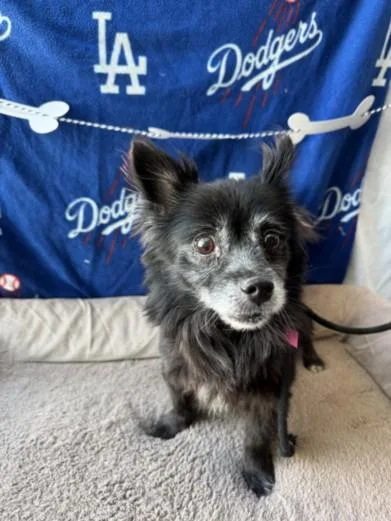A senior small-sized male Chihuahua dog named Blackey for adoption in Chatsworth, CA