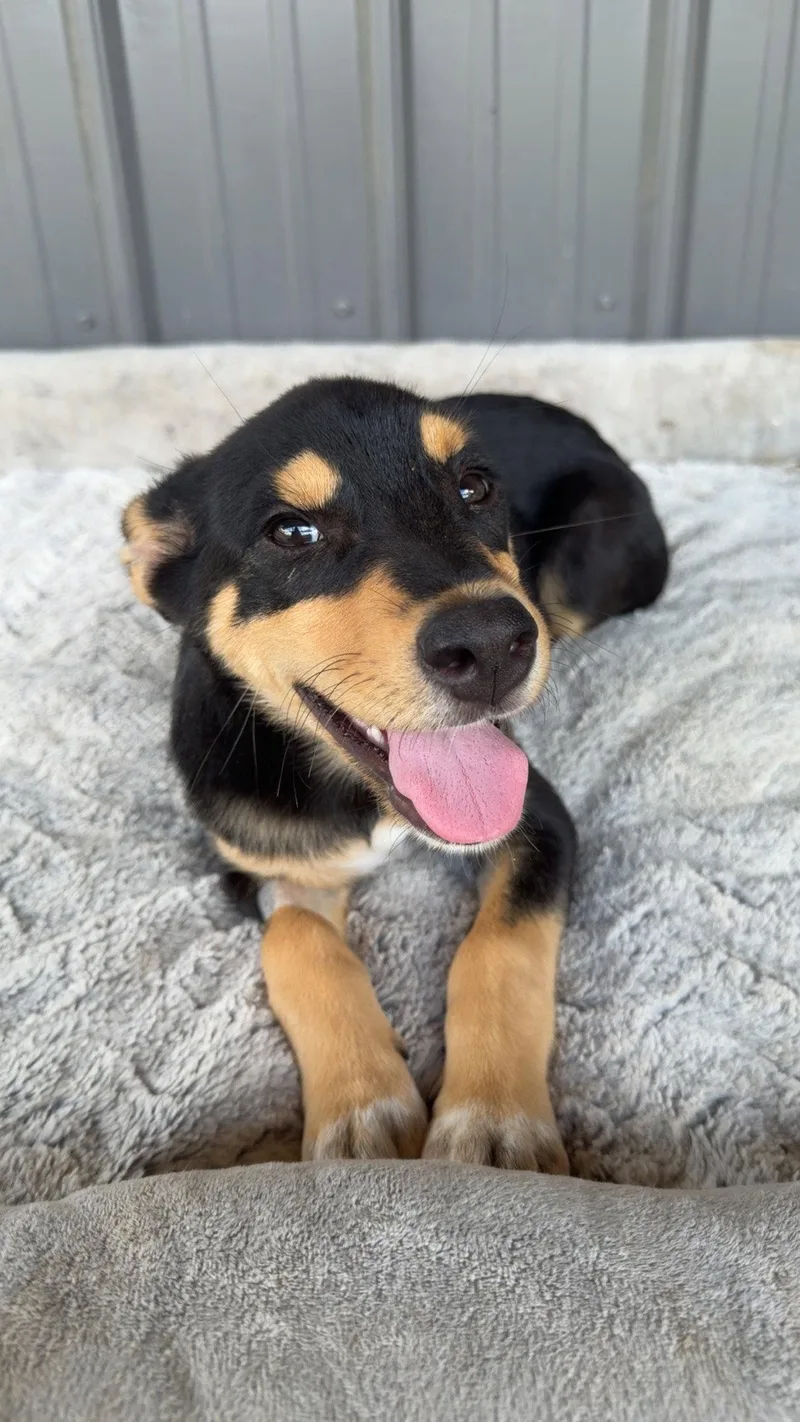 A baby medium-sized female Australian Cattle Dog / Blue Heeler dog named Verdy for adoption in Nashville, TN