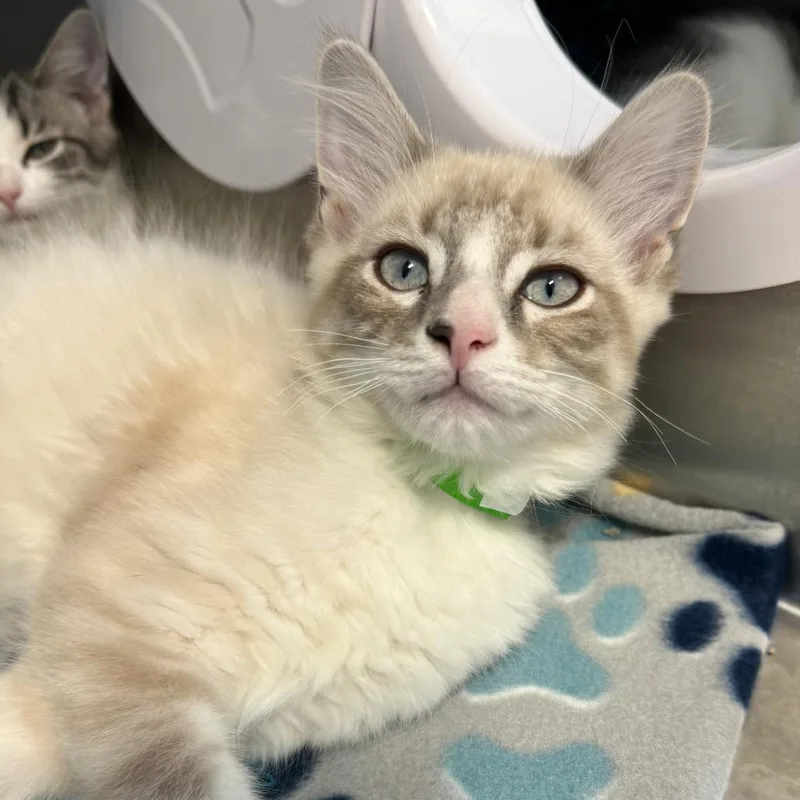 A baby small-sized male Lilac Point Domestic Medium Hair cat named Tony for adoption in Fort Wayne, IN