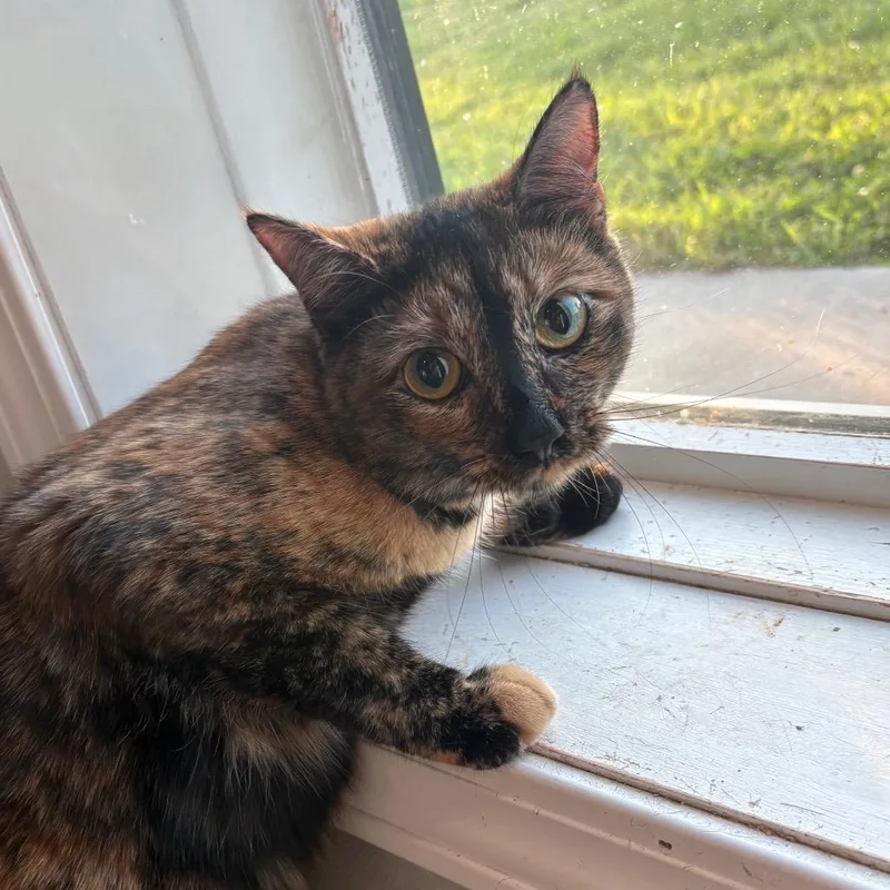 A young small-sized female Domestic Short Hair cat named Oatmeal for adoption in West Des Moines, IA