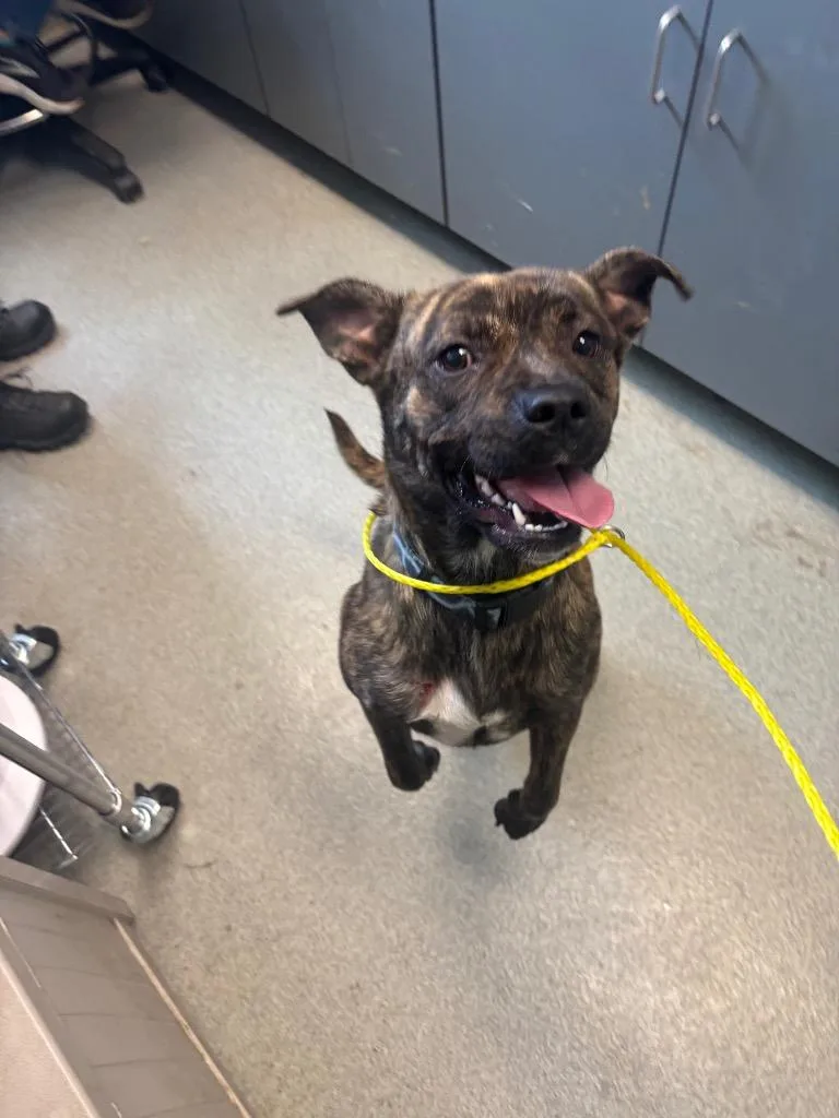 A young medium-sized female Pit Bull Terrier dog named Missy for adoption in Bloomington, IN