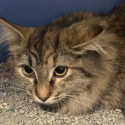 An adult medium-sized female Tabby (Brown / Chocolate) Domestic Short Hair cat named Maisey for adoption in Lansing, MI