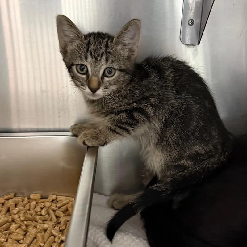 A baby small-sized male Domestic Short Hair cat named Vega for adoption in Pensacola, FL