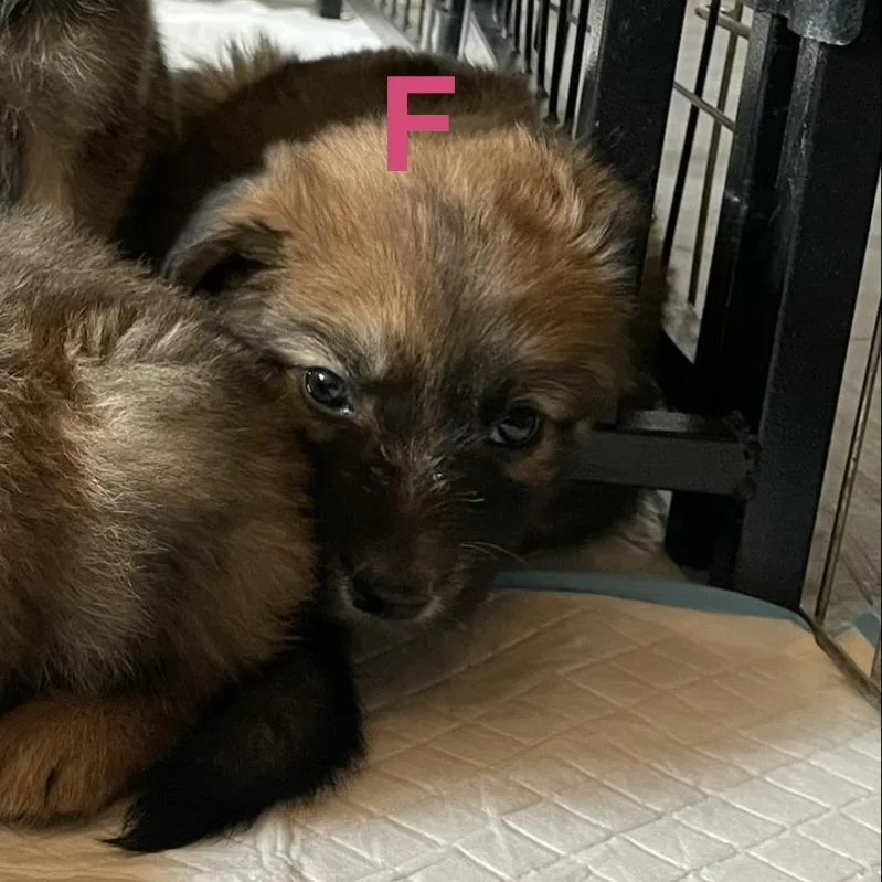 A baby medium-sized female Apricot / Beige Shepherd dog named Joan for adoption in Tacoma, WA