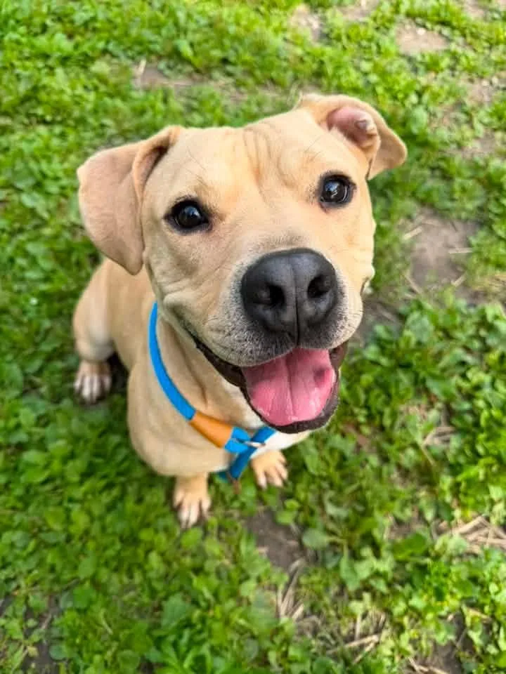 An adult medium-sized male Yellow / Tan / Blond / Fawn Pit Bull Terrier dog named Jackson for adoption in Chicago, IL
