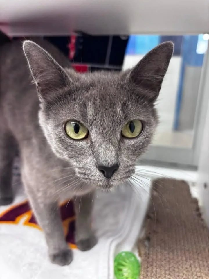 A young medium-sized female Gray / Blue / Silver Domestic Short Hair cat named Tabitha for adoption in Manassas, VA