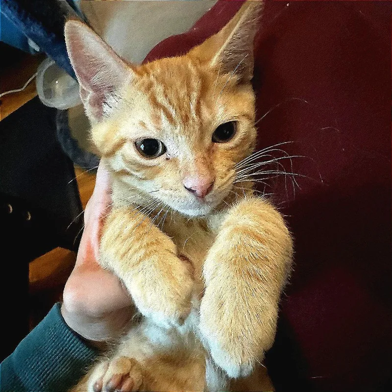 Tangelo