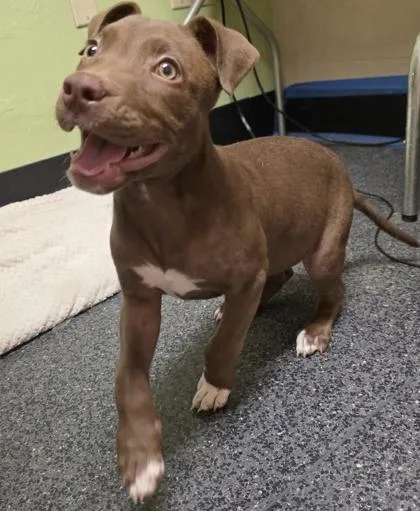 A young small-sized female Pit Bull Terrier dog named Ironheart for adoption in Roseville, CA