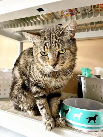 An adult medium-sized male Tabby (Brown / Chocolate) Domestic Short Hair cat named Jack for adoption in New York, NY
