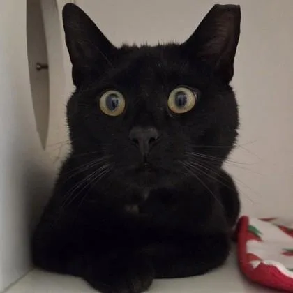 A young medium-sized male Black Domestic Short Hair cat named Sunny for adoption in Phoenixville, PA