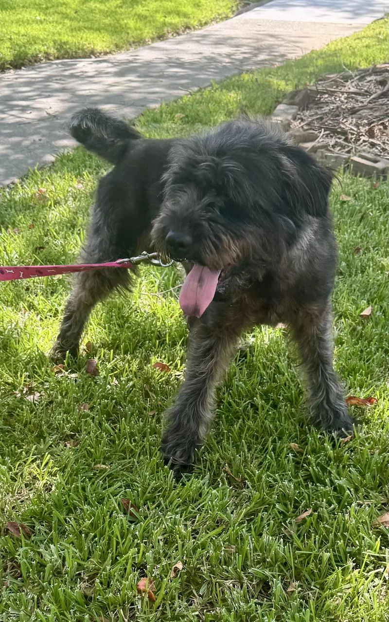 An adult medium-sized male Gray / Blue / Silver Giant Schnauzer dog named Porter for adoption in Baker, LA