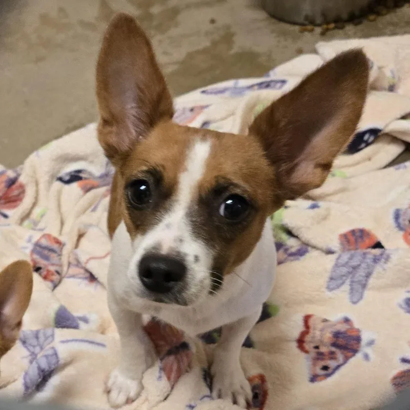 A young small-sized female Brown / Chocolate Chihuahua dog named Brie for adoption in Wickenburg, AZ
