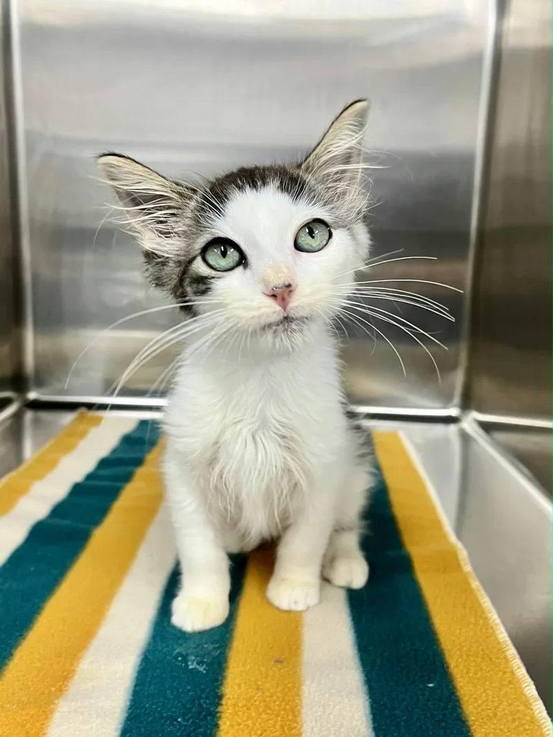 A baby medium-sized male Domestic Medium Hair cat named Dash for adoption in Blaine, MN
