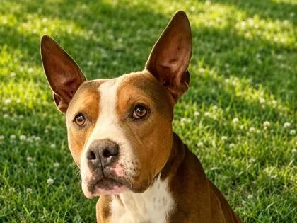 An adult large-sized male Golden Mixed Breed dog named Bonk for adoption in Georgetown, TX