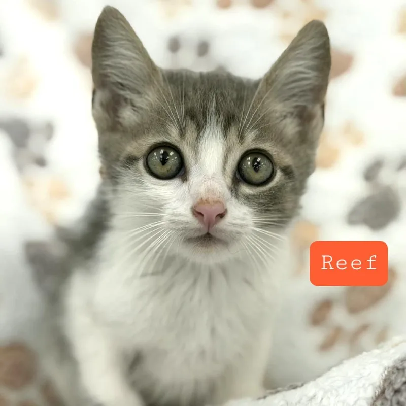 A young medium-sized male Gray & White Domestic Short Hair cat named Reef for adoption in miami, FL