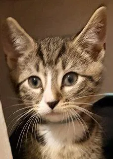 A baby medium-sized male Domestic Short Hair cat named Boiled for adoption in Trenton, NJ