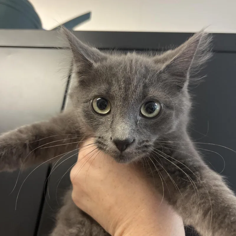 A baby small-sized female Gray / Blue / Silver Domestic Short Hair cat named Fiona for adoption in Ruckersville, VA