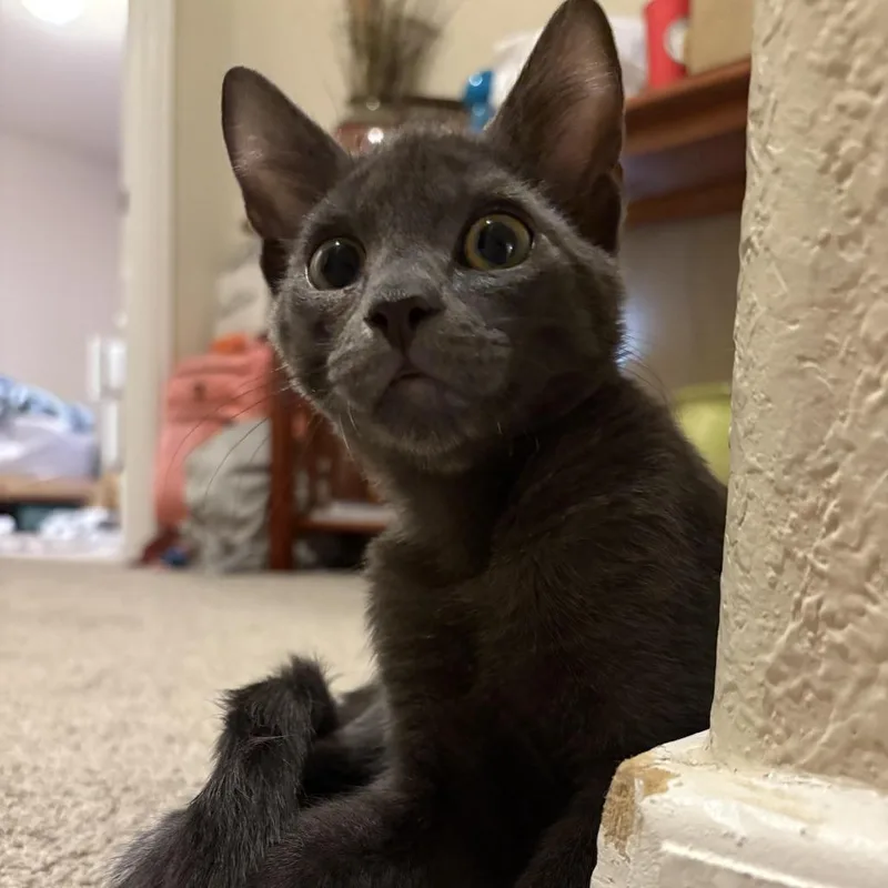 Minky KO
