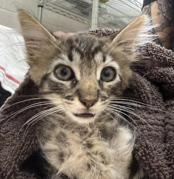 A baby small-sized male Domestic Short Hair cat named Baa for adoption in El Cajon, CA