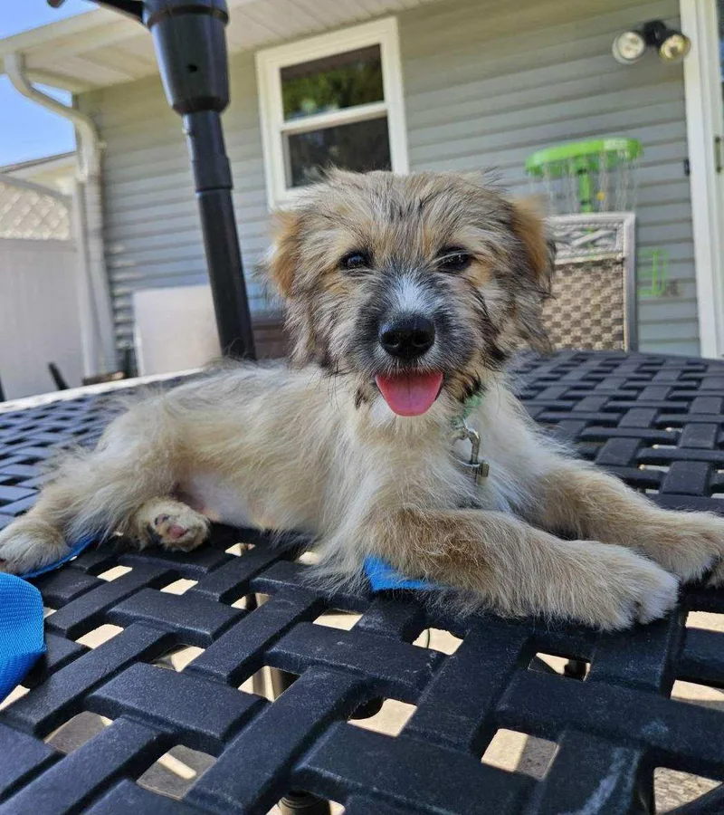 A baby small-sized female Cairn Terrier dog named Marigold for adoption in North Prairie, WI