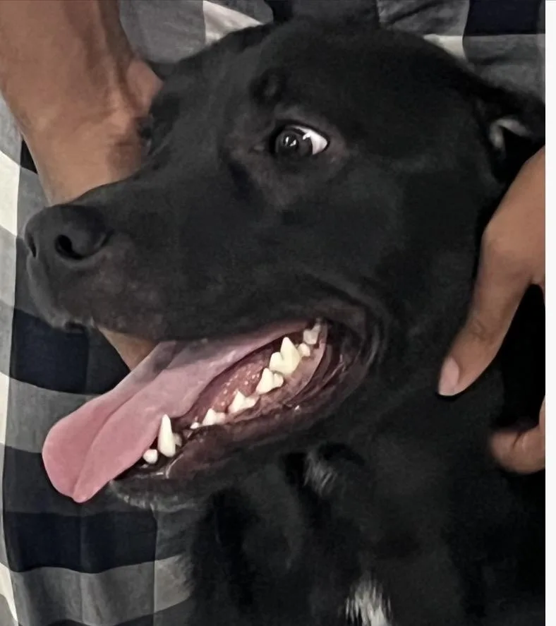 A young medium-sized male Black Labrador Retriever dog named Pj for adoption in Norwalk, CT