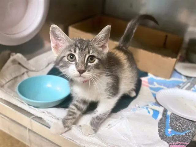 A baby small-sized female Domestic Short Hair cat named Cindy Clawford for adoption in Fort Wayne, IN