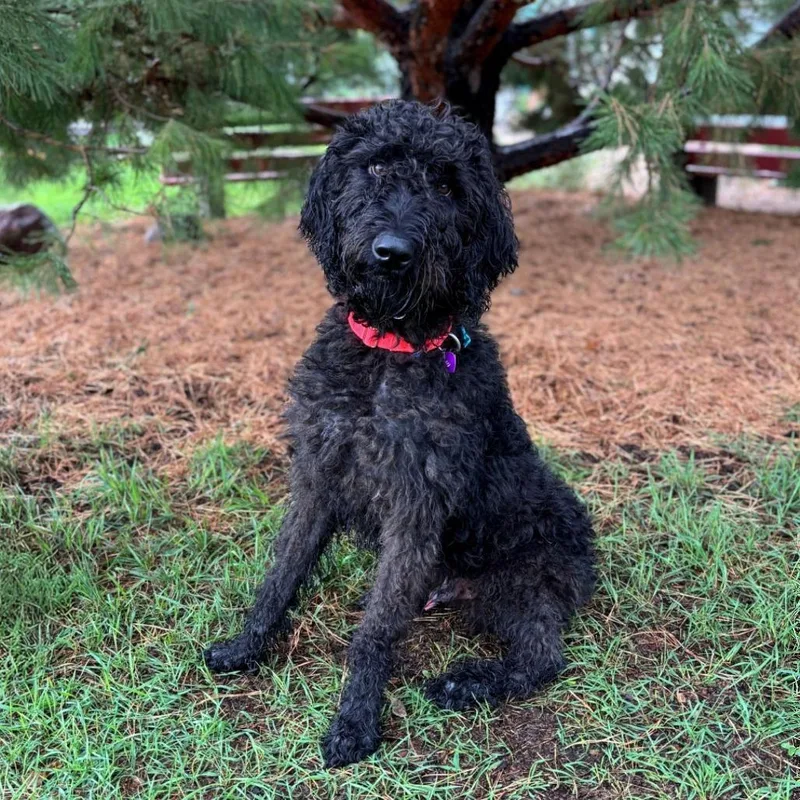 An adult medium-sized male Standard Poodle dog named Sherlock Bones for adoption in Fargo, ND