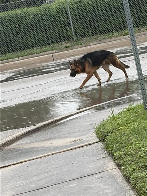 An adult large-sized male German Shepherd Dog dog named Liam for adoption in San Antonio, TX