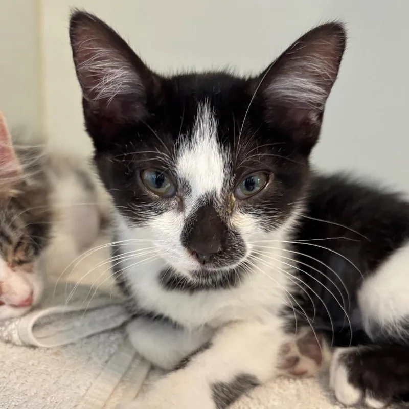 A baby small-sized female Black Domestic Short Hair cat named Pepper for adoption in Naperville, IL